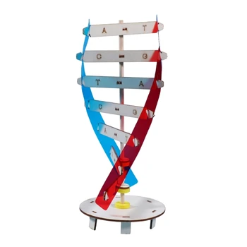 Гены человека Модель ДНК Модель двойной спирали Наука Развивающая игрушка Обучающий инструмент Украшение дома для студента-учителя