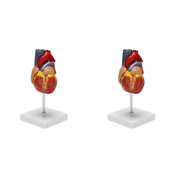 2X 1: 1 Модель человеческого сердца, анатомически точная модель сердца Анатомия скелета человека в натуральную величину
