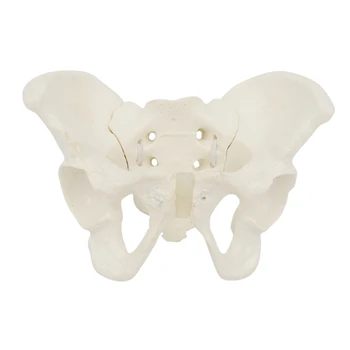 Модель женского таза в натуральную величину, анатомическая модель, анатомическая модель тазового таза тазовой кости